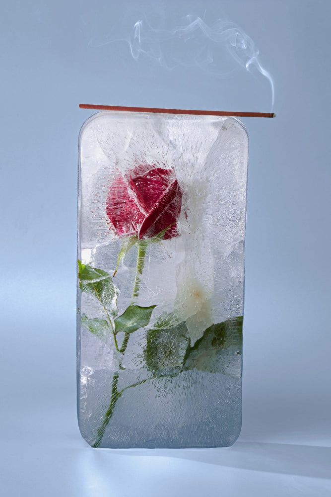 amoln-cold-rose-r-ucherst-bchen-nordische-rose image 3